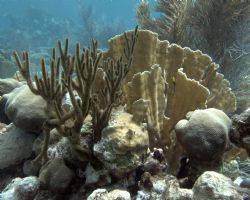 This shot was taken in about 15 fsw of water on a shallow... by Barbara Lloyd 